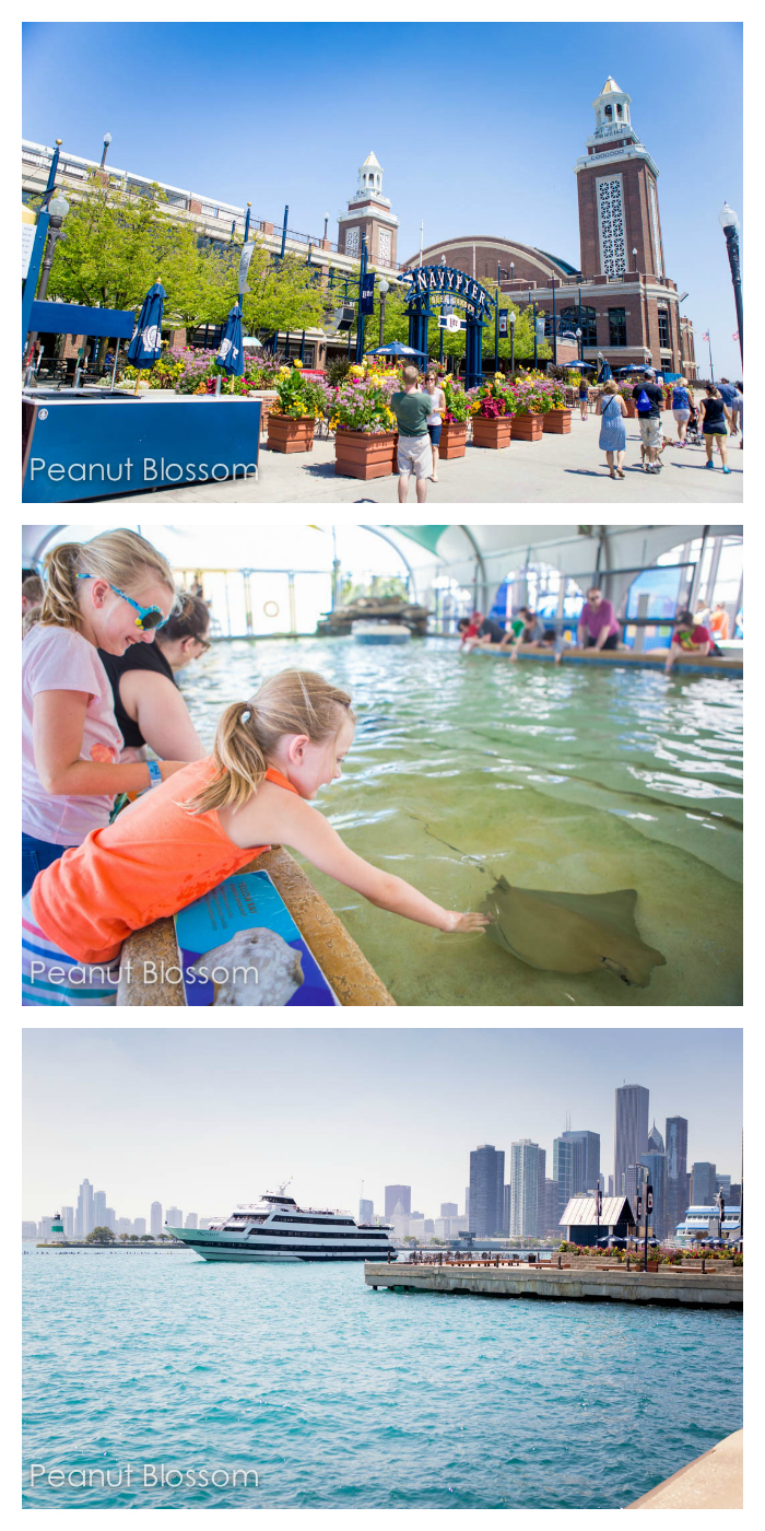 The photo collage shows two girls petting the sting rays in Chicago.