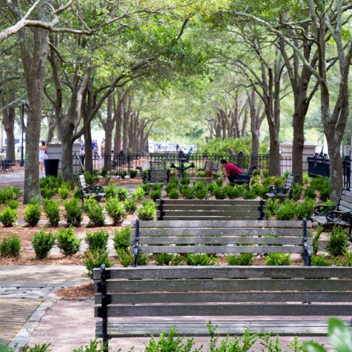 Park benches and shady trees in a green space in downtown Charleston.