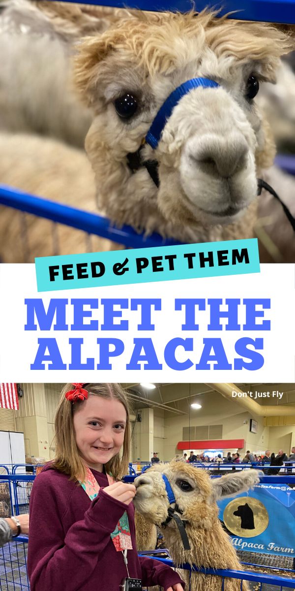 Meet the Alpacas