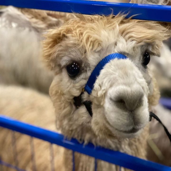 An alpaca is peeking through a fence at the Alpaca Celebration in Concord.