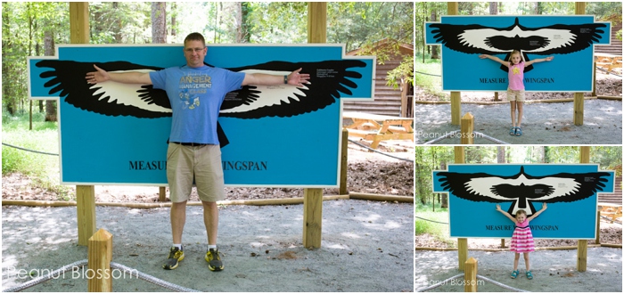 A dad and his two young girls pose in front of a wing span mural that shows how big some of the raptors are.