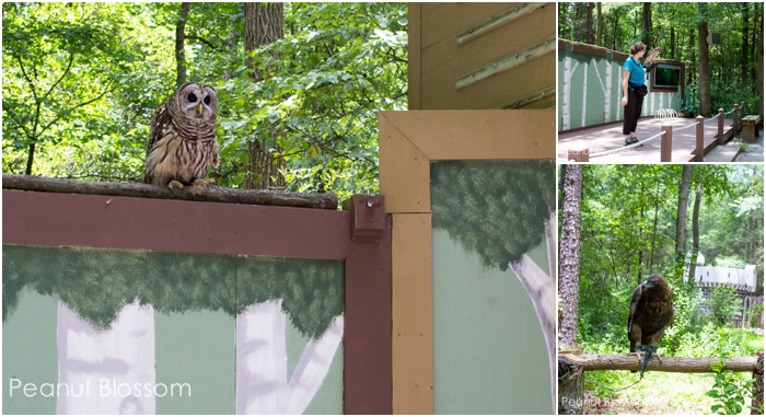 The photo collage shows a close up of an owl and a hawk next to a woman on stage with a raptor on her arm.