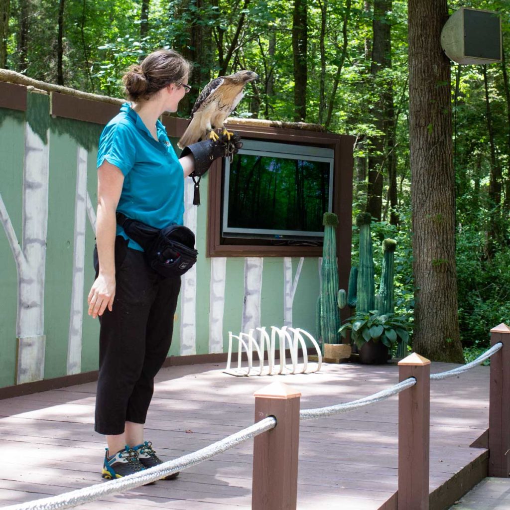 A Carolina Raptor Center employee holds a hawk in her hand during a demonstration for visitors.