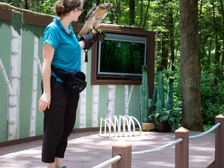 A Carolina Raptor Center employee holds a hawk in her hand during a demonstration for visitors.