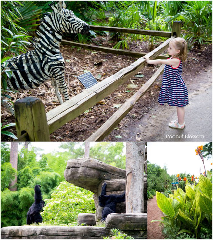 Riverbanks Zoo in Columbia, SC | Peanut Blossom The photo collage shows a young girl looking at a Zebra statue next to several photos of live animals.