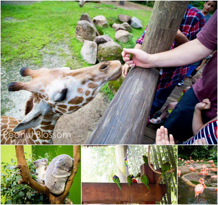The photo collage shows several close-up shots of the animals at the zoo.