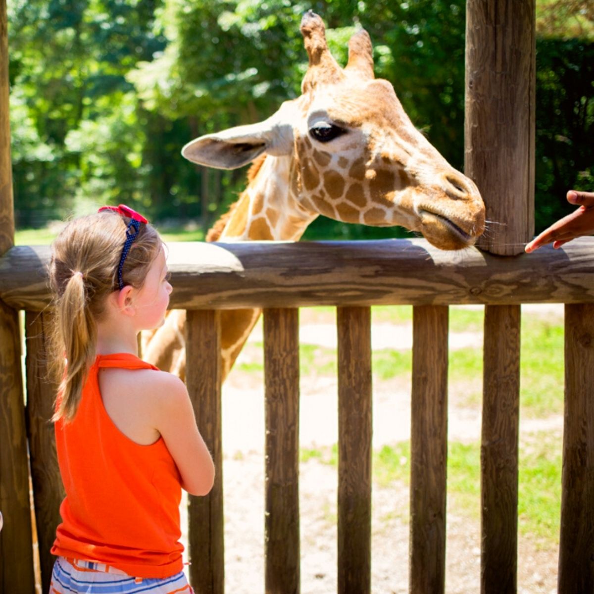 A young girl feeds a giraffe up close.
