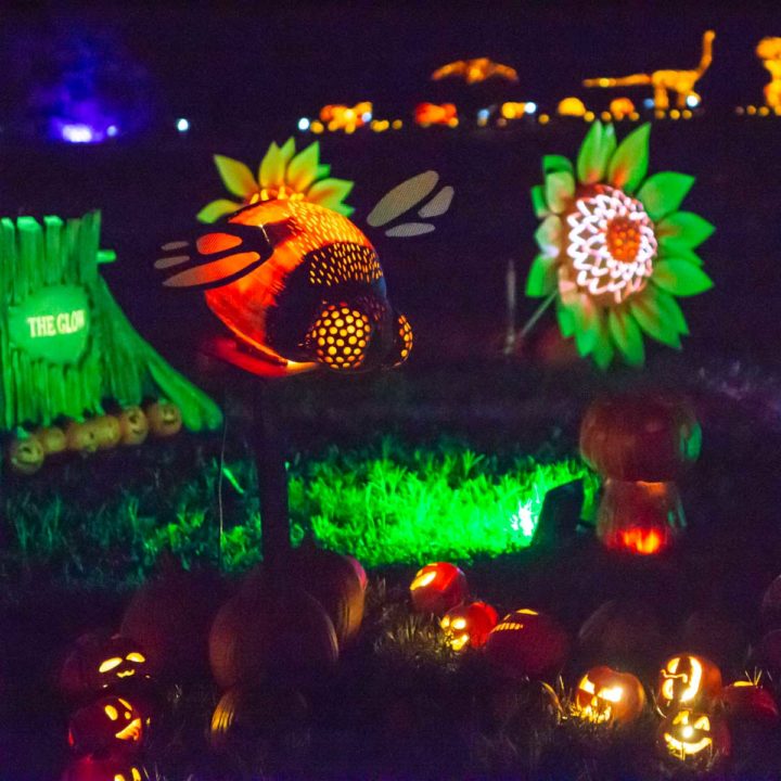 Glowing jack-o-lanterns on display at THE GLOW in Charlotte.