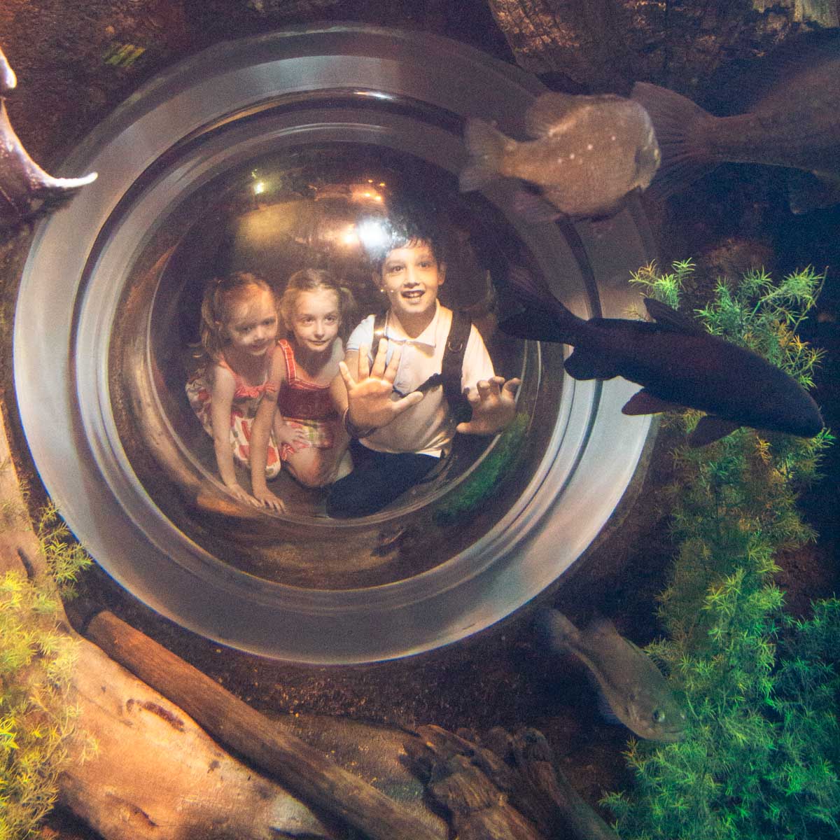 3 kids peer through a window at the Georgia Aquarium in Atlanta.