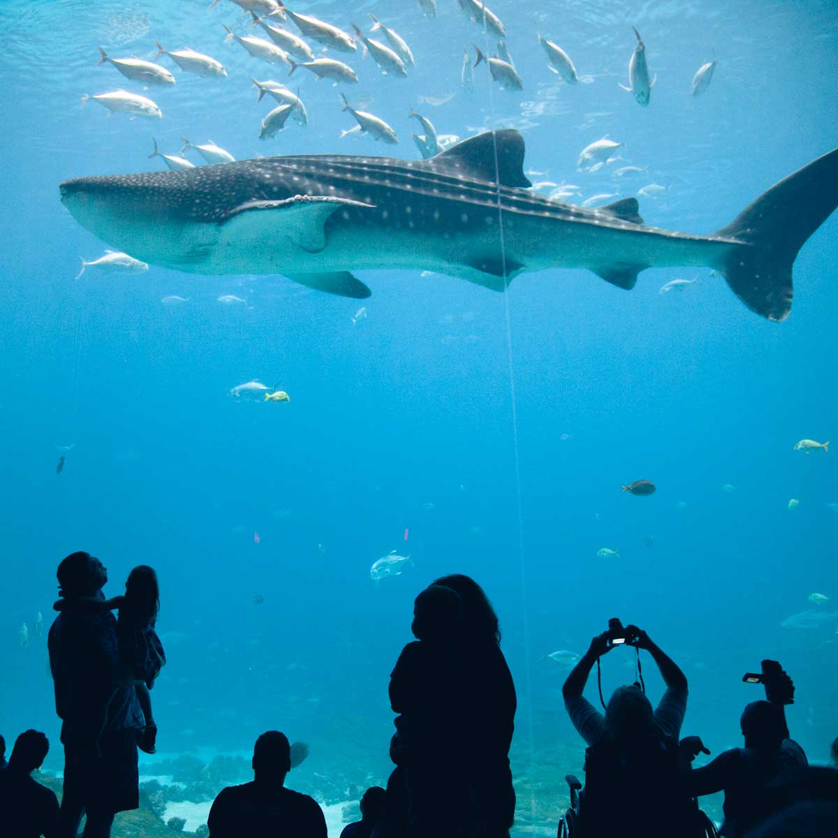 A large shark swims by a glass window at the Georgia Aquarium