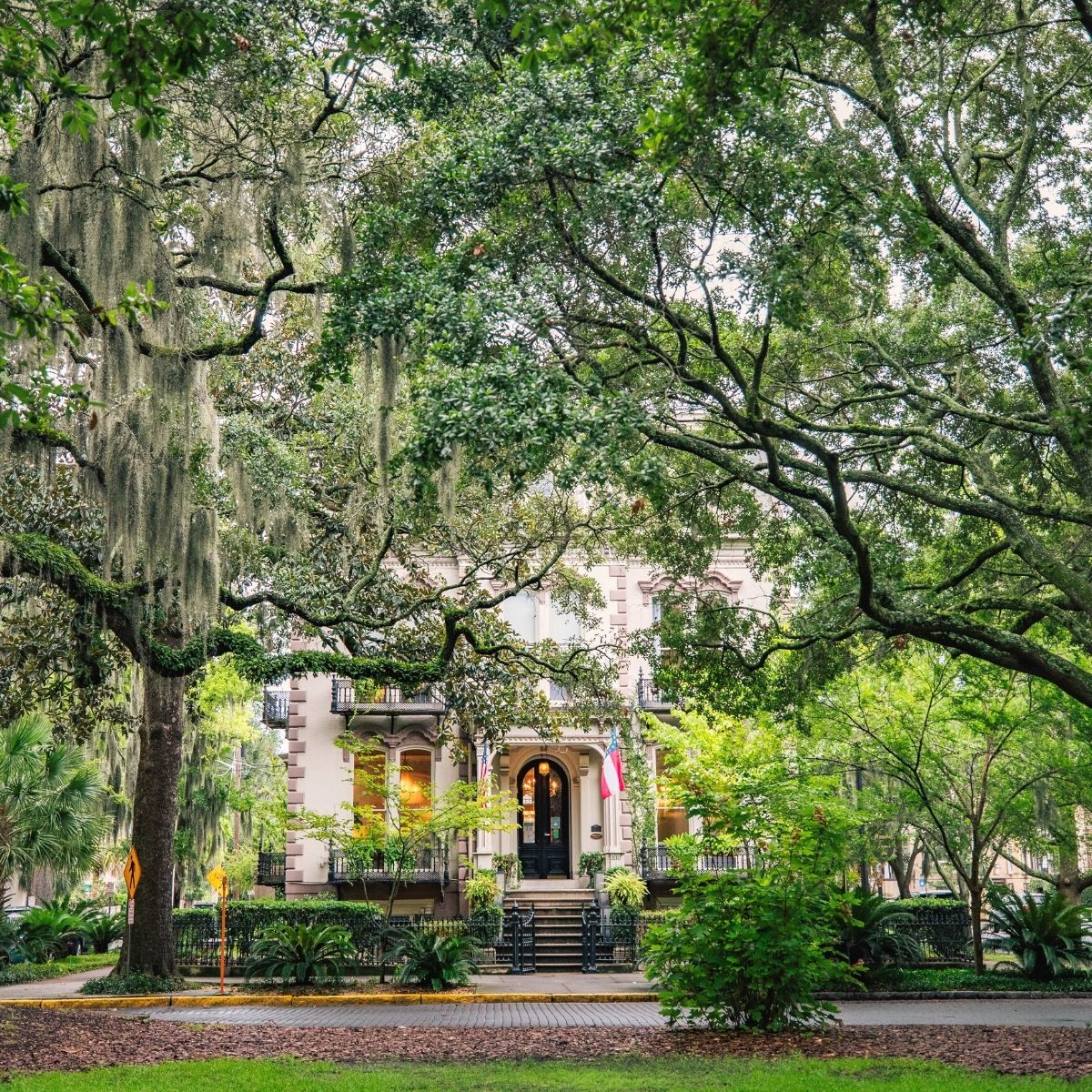 The giant live oak trees in downtown Savannah.