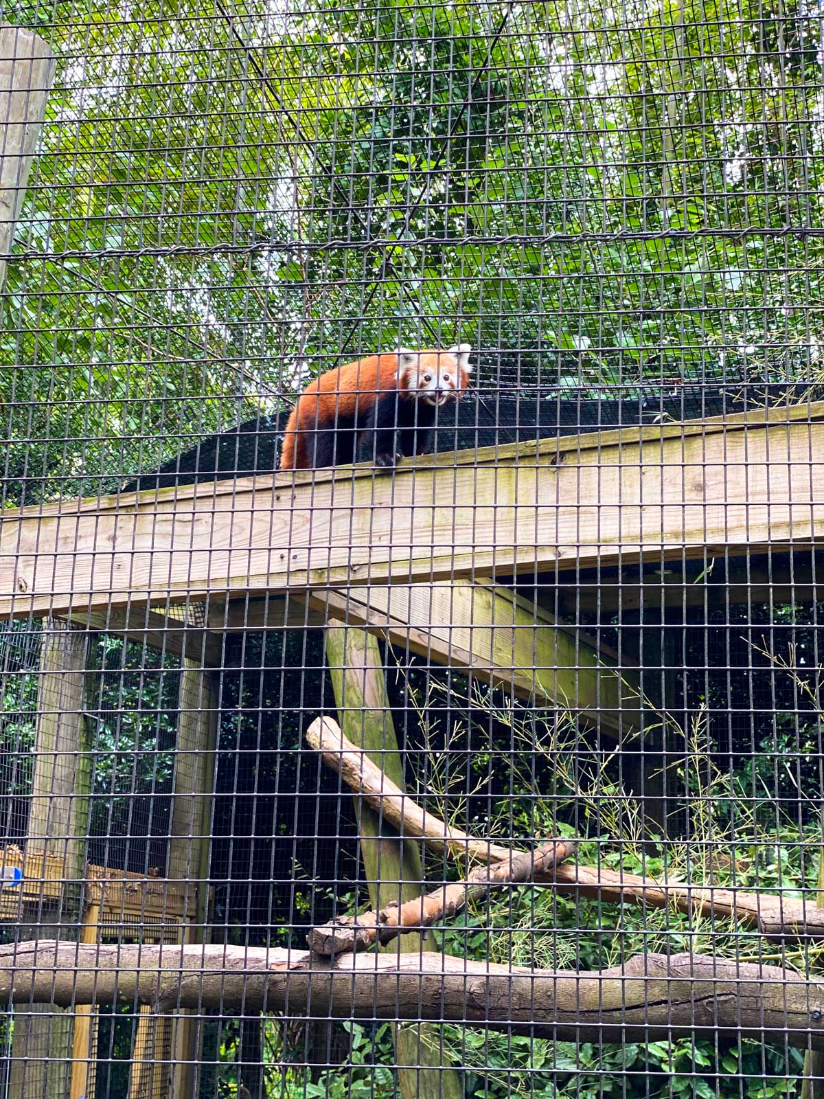 The red panda is a little farther away from the camera which gives him privacy.
