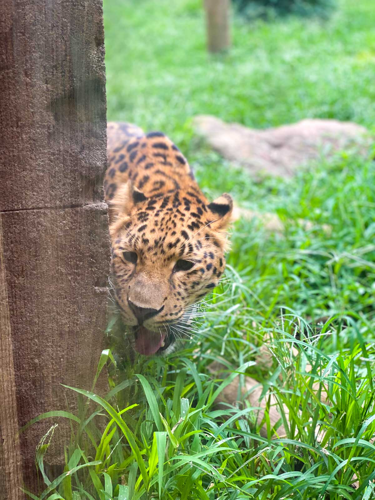 An upclose shot of the leopard shows how close you can get to the animals at the Greenville Zoo.