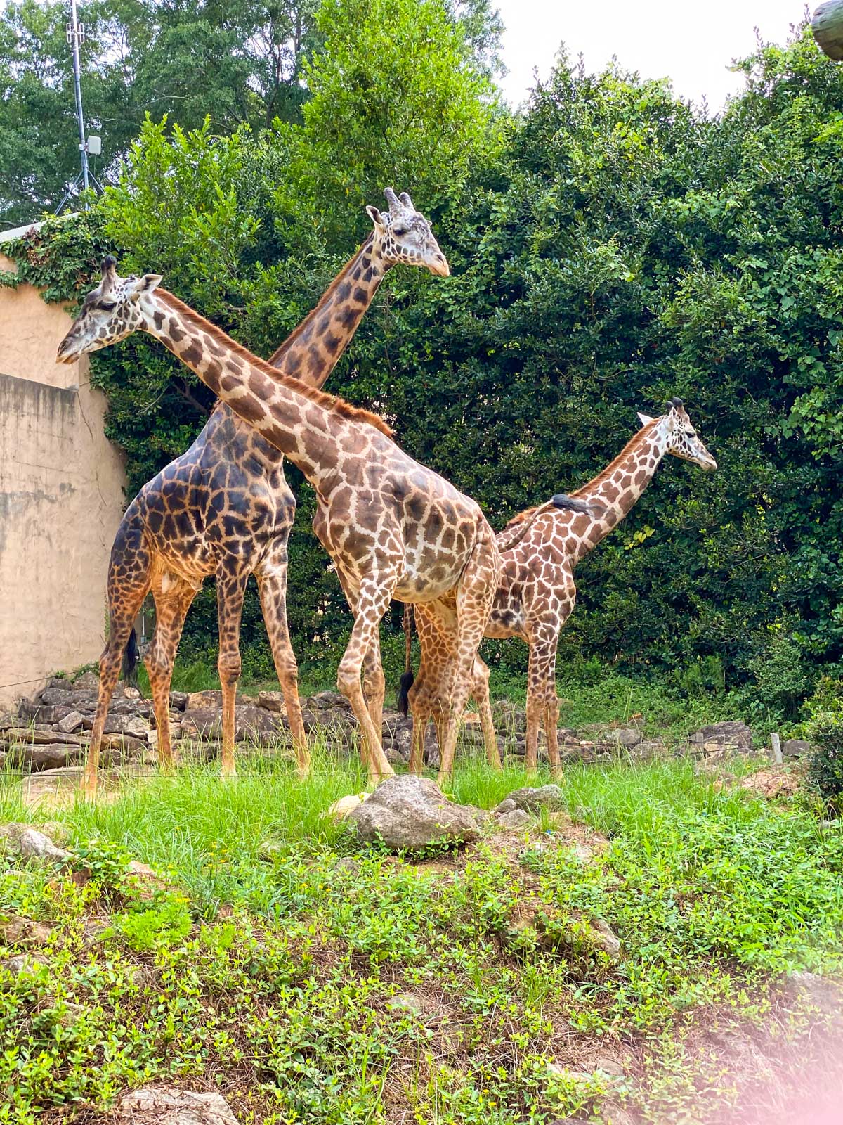 A family of giraffes at the Greenville Zoo.