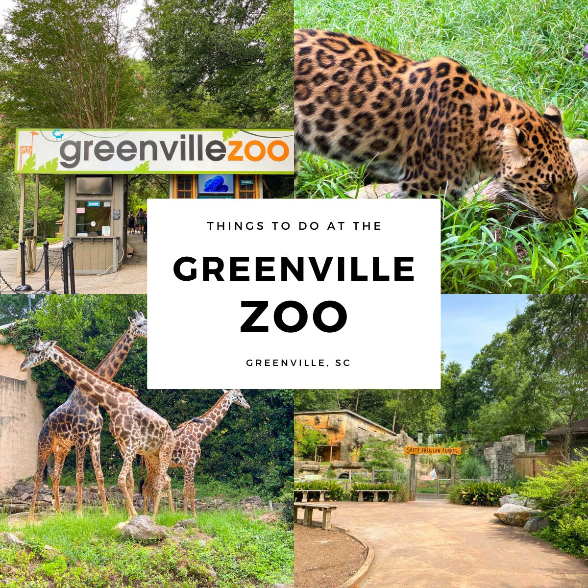 A photo collage shows a few of the animals and the entrance to the Greenville Zoo.