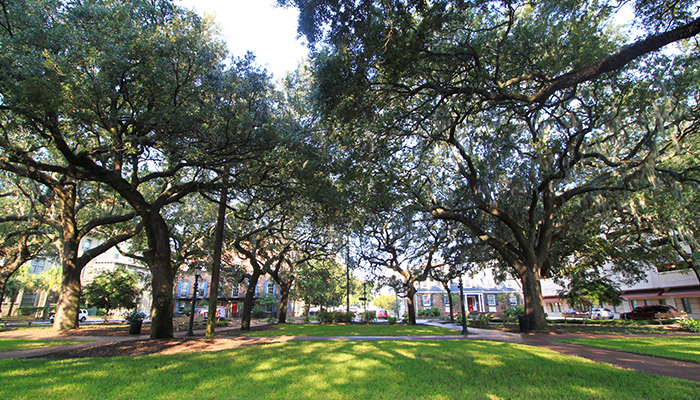 Huge live oak trees provide lots of shade on the green grassy square.