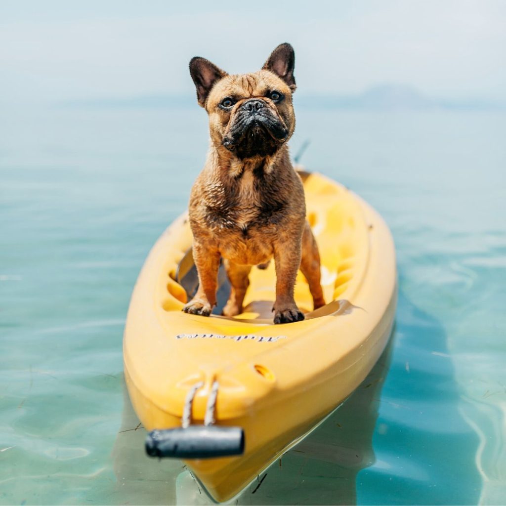 A dog sits on a yellow kayak in the water.