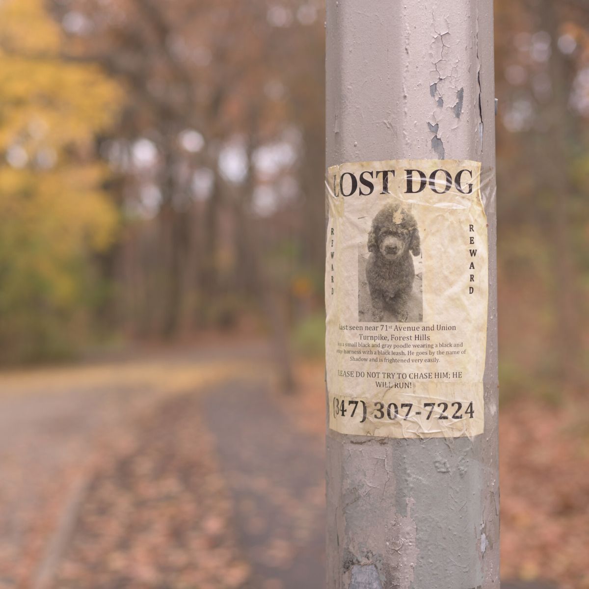 A lost dog poster is taped to a light post in the woods.