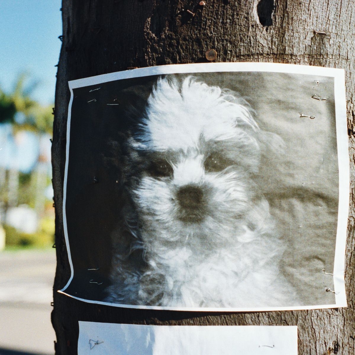 A photo shows a paper picture of a dog taped to a tree.