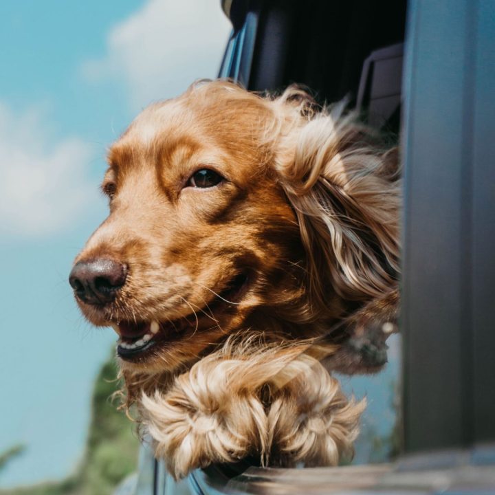 Should You Take Your Dog On Vacation? - Don't Just Fly