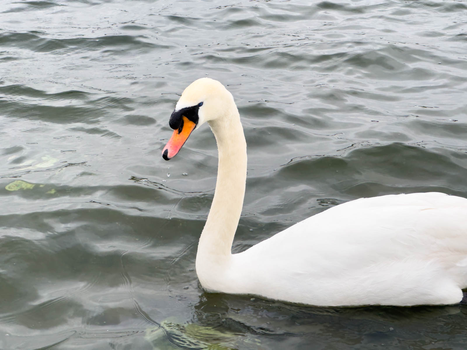 A white swan is swimming in the water.