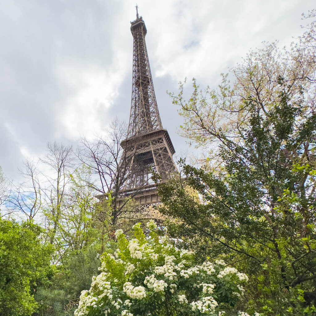 The Eiffel tower seen in the distance with flowering bushes in the front.
