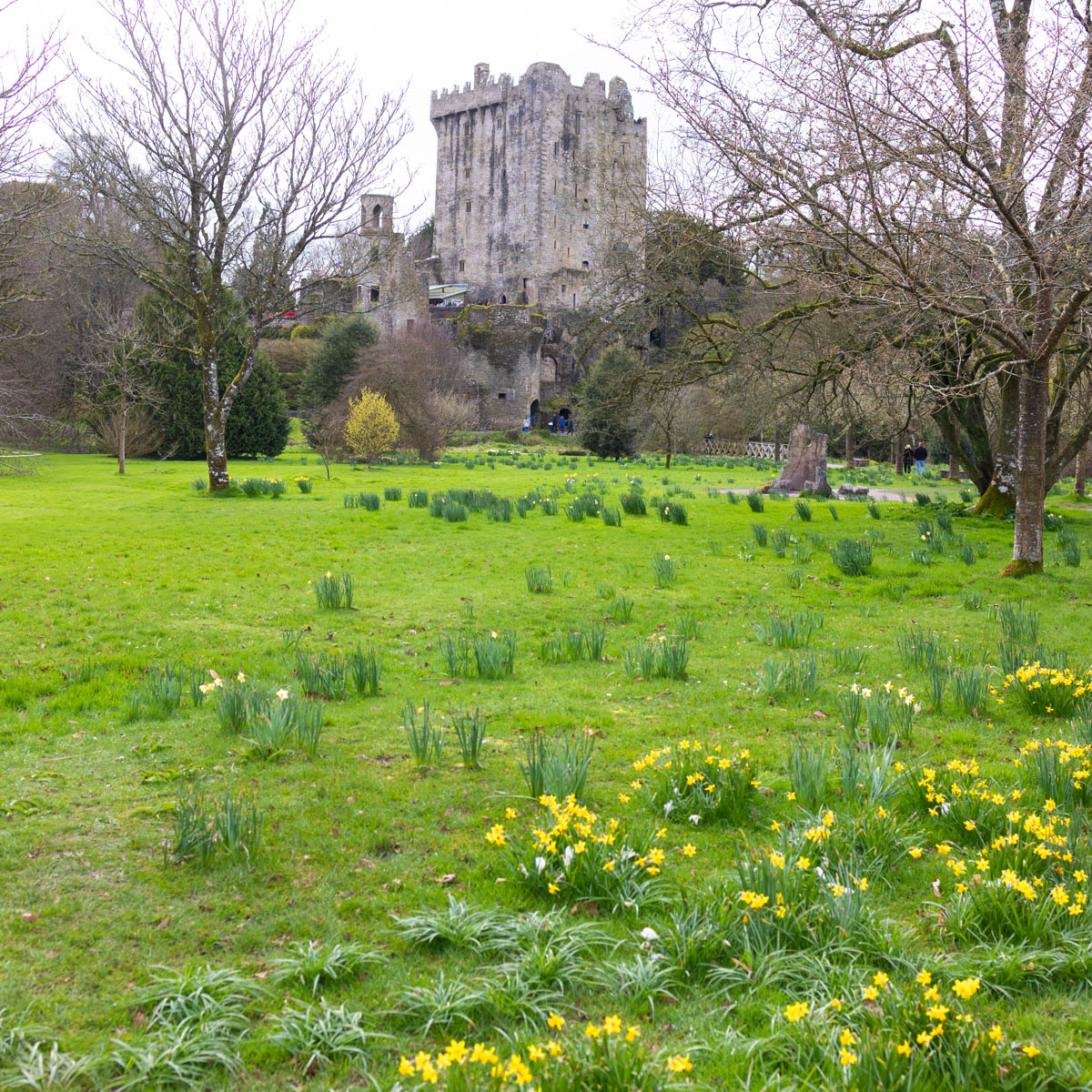 A green field of daffodils in front of a historic castle in Ireland.