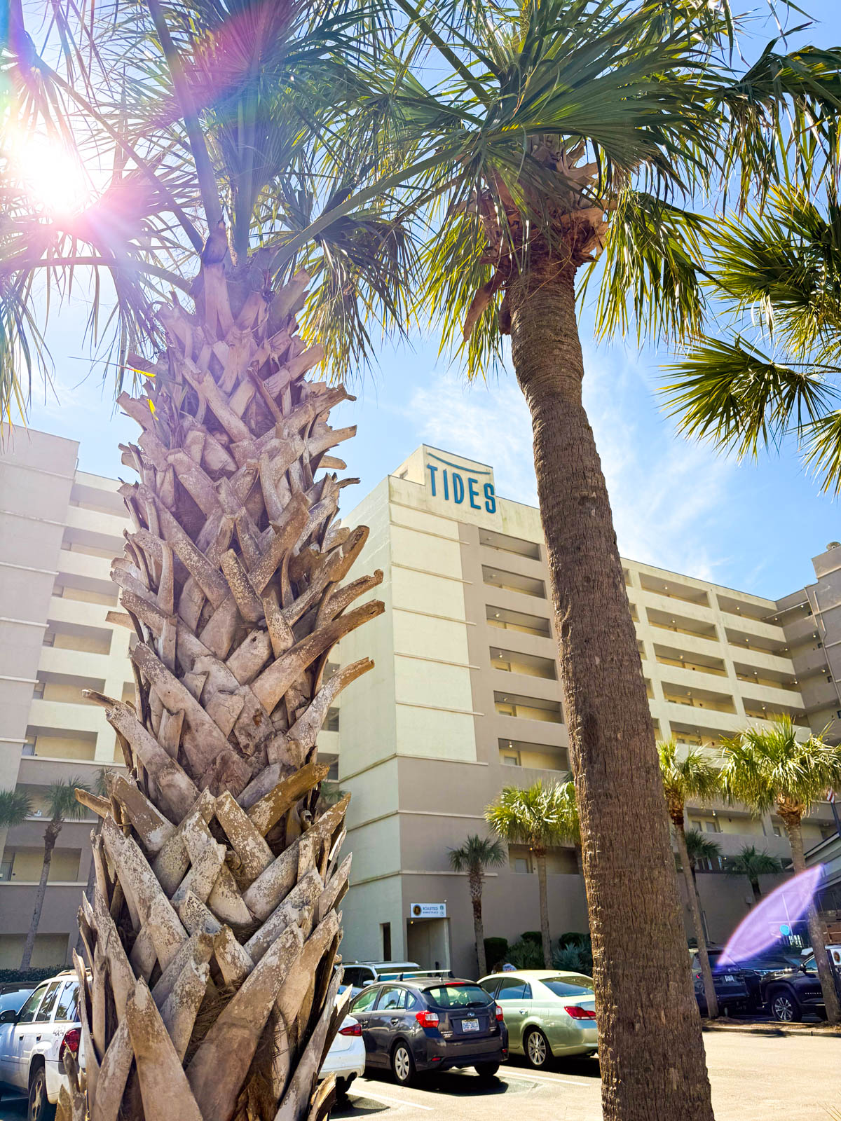 A view of the hotel through a pair of palm trees.