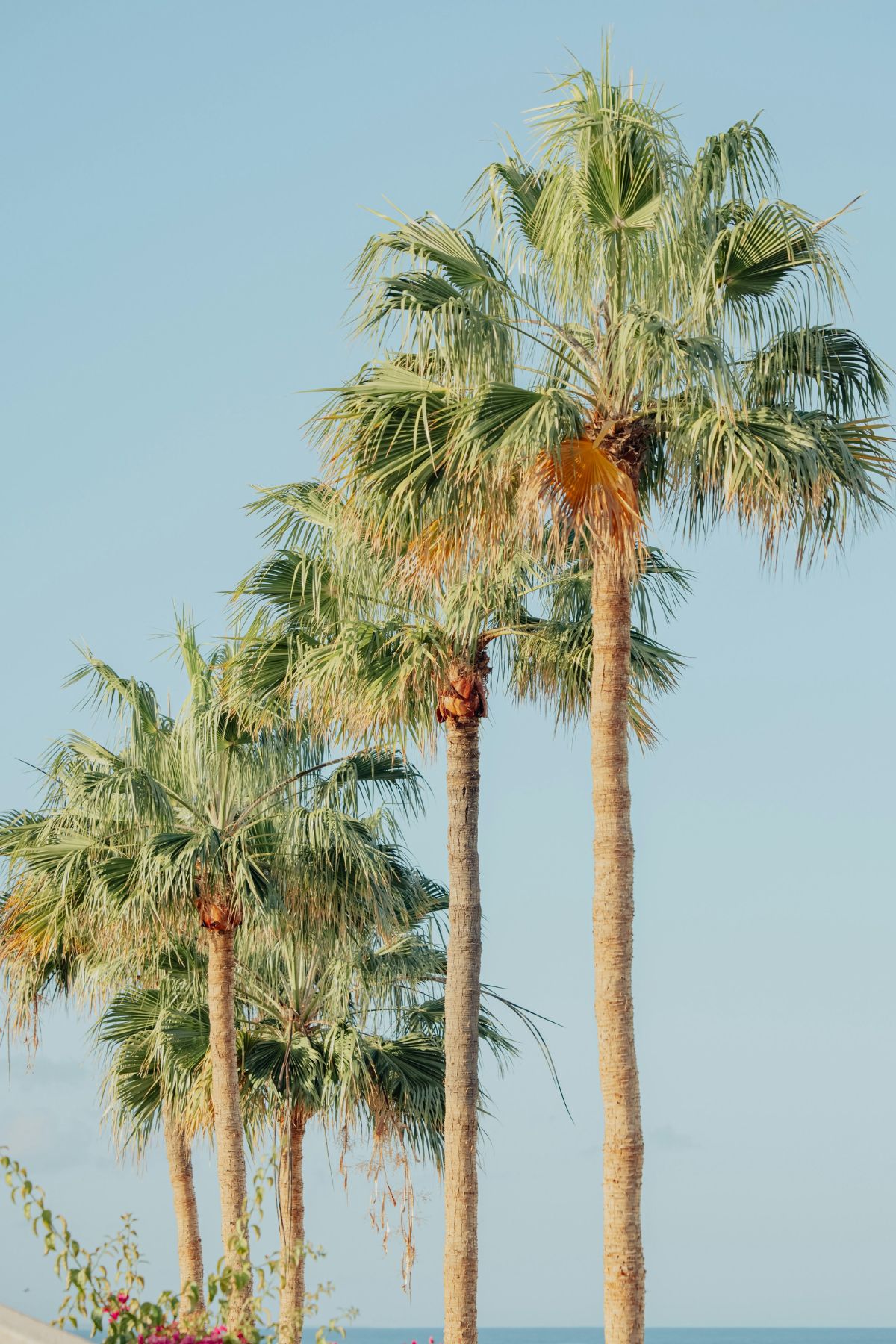 A row of palm trees.